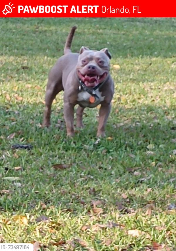 Lost Male Dog last seen Westmoreland, Orlando, FL 32805