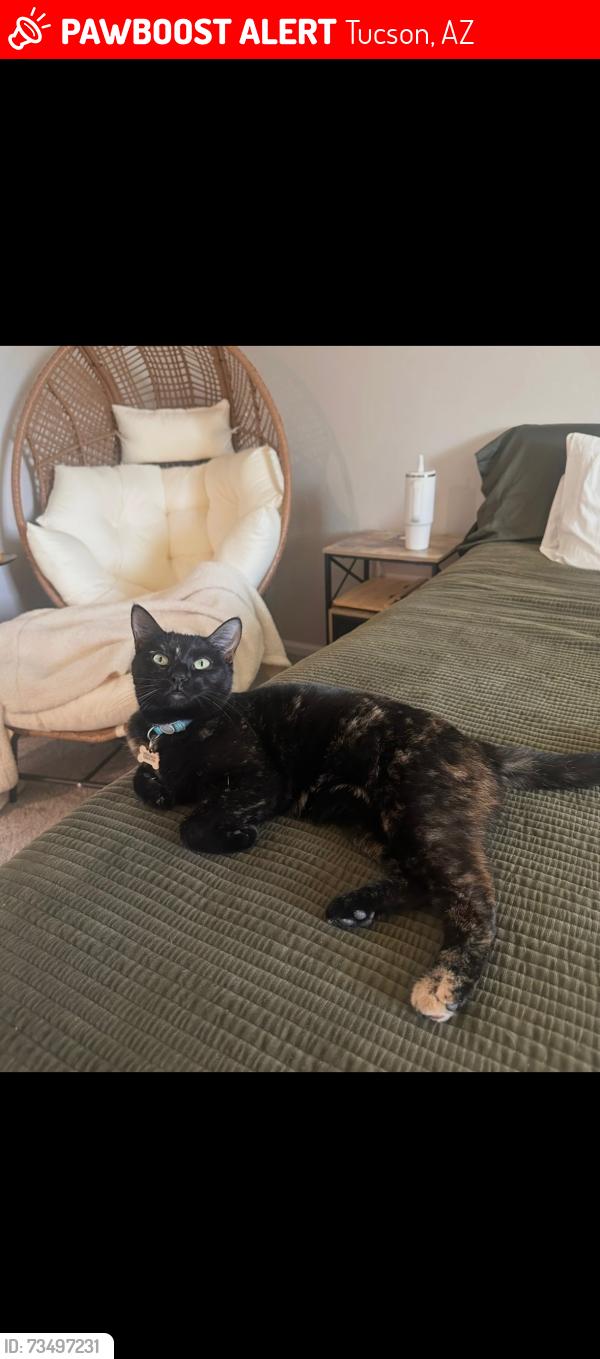 Lost Female Cat last seen Coriander and Camino de la tierra, Tucson, AZ 85741