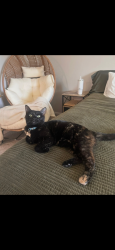 Lost Female Cat last seen Coriander and Camino de la tierra, Tucson, AZ 85741