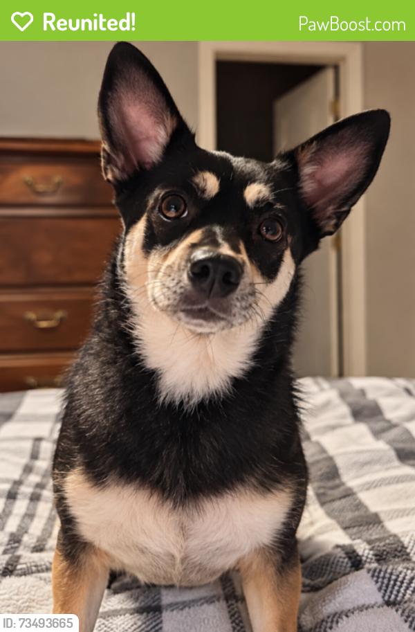 Reunited Female Dog last seen Advanced Auto Parts, N. Lecanto Highway, Beverly Hills, FL 34465