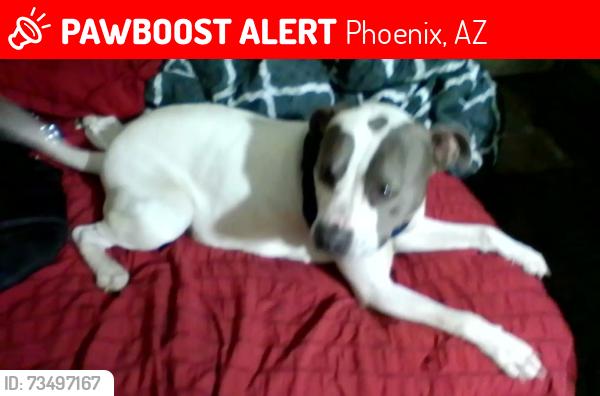 Lost Female Dog last seen 19th Ave and Broadway, Phoenix, AZ 85041