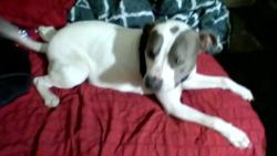 Lost Female Dog last seen 19th Ave and Broadway, Phoenix, AZ 85041