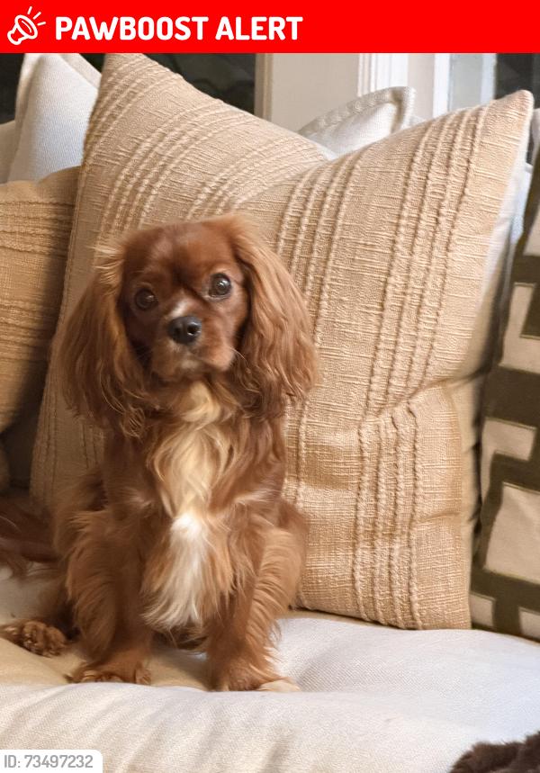 Lost Male Dog last seen C Street, St. Augustine Beach, FL 32080