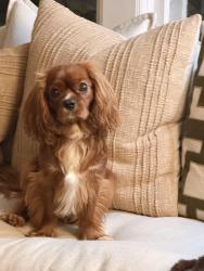 Lost Male Dog last seen C Street, St. Augustine Beach, FL 32080