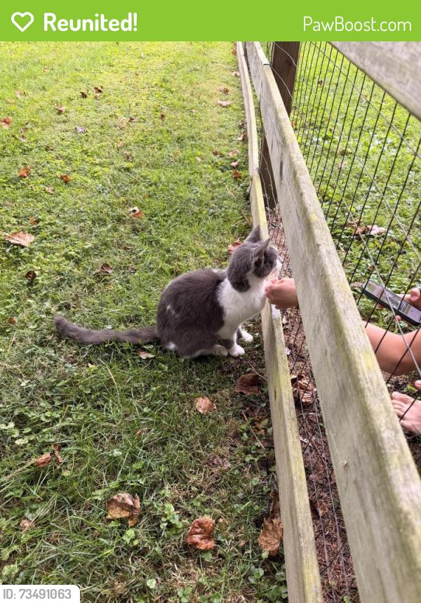 Reunited Male Cat last seen Fisher’s Garden Center, Reynoldsburg, OH 43068