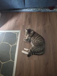 Found/Stray Male Cat last seen Max Way & Cedar Rd., Breinigsville, PA 18031