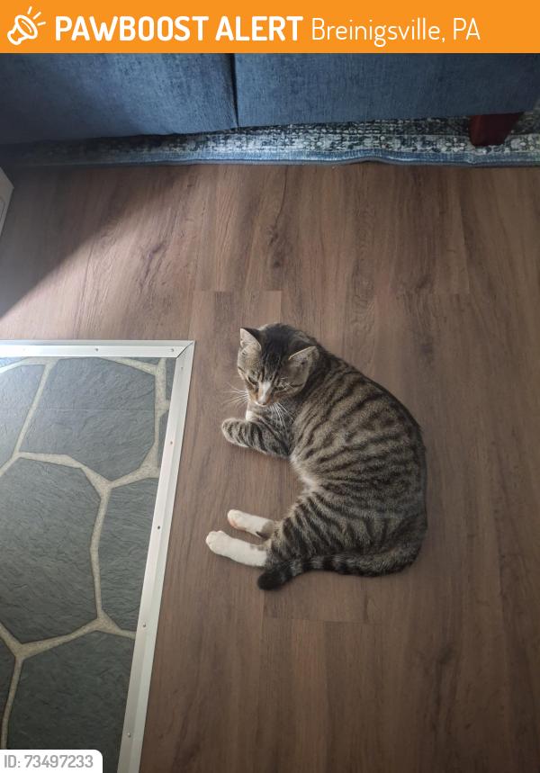 Found/Stray Male Cat last seen Max Way & Cedar Rd., Breinigsville, PA 18031