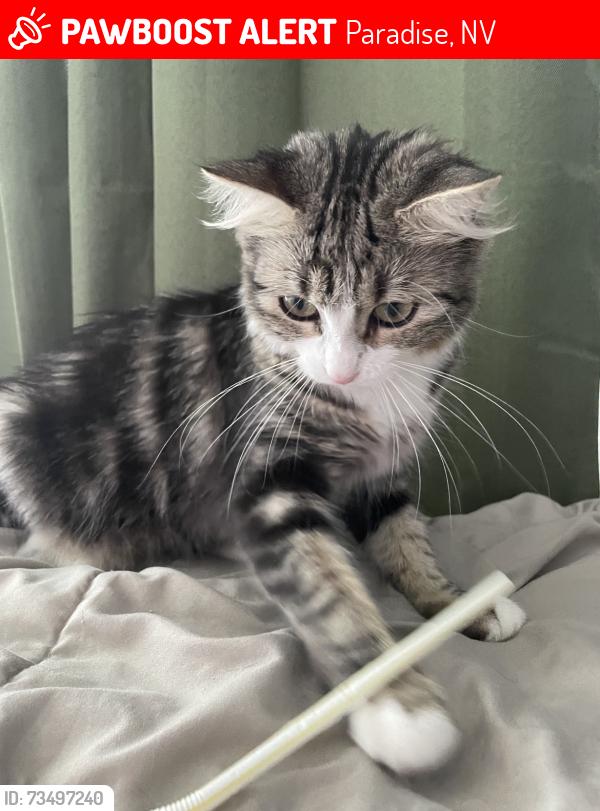 Lost Female Cat last seen in the cul de sac, Paradise, NV 89123