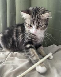 Lost Female Cat last seen in the cul de sac, Paradise, NV 89123