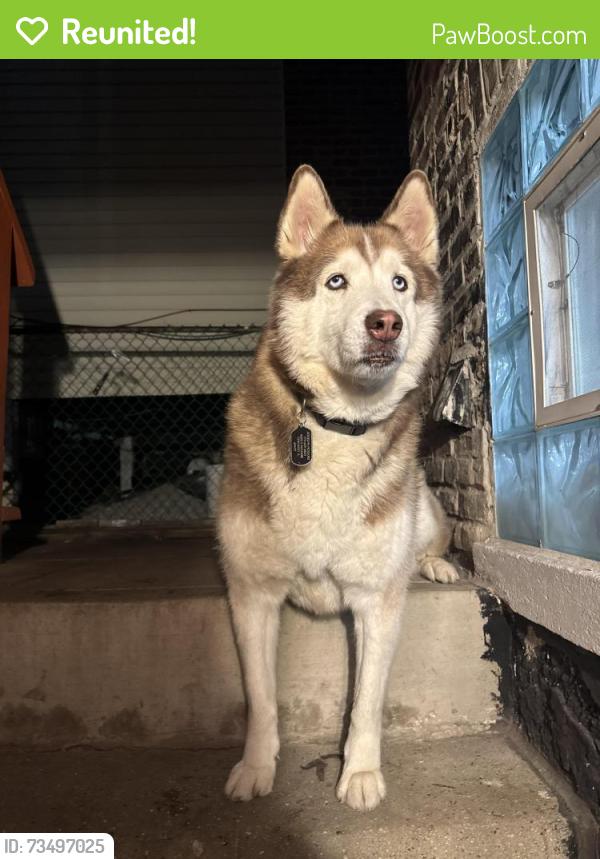 Reunited Male Dog last seen 62nd & Mozart, Chicago, IL 60629