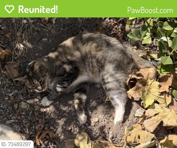 Reunited Unknown Cat last seen Ranchview, Rolling Hills Estates, CA 90274