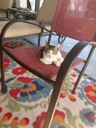 Found/Stray Unknown Cat last seen Barbara St. near Browning. Close to Broadmoor High, Baton Rouge, LA 70815