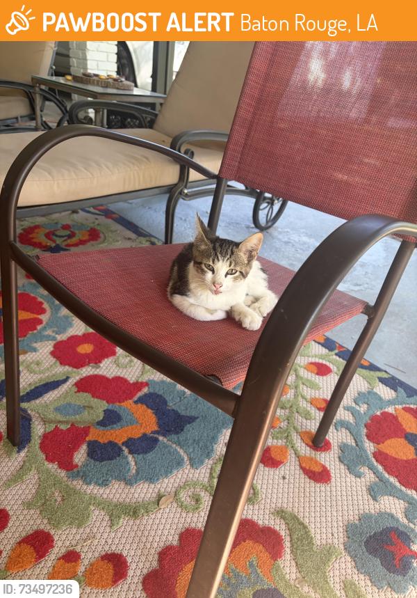 Found/Stray Unknown Cat last seen Barbara St. near Browning. Close to Broadmoor High, Baton Rouge, LA 70815