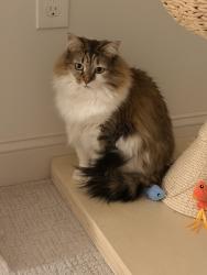 Reunited Female Cat last seen English Oaks neighborhood, Kennesaw, GA 30144