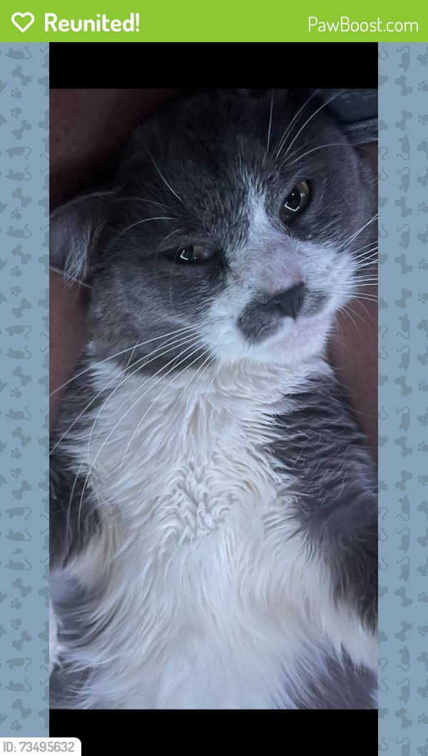 Reunited Male Cat last seen Rosella rd, Caroline County, VA 22580