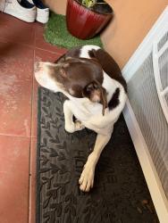 Found/Stray Male Dog last seen oceanview blv, San Diego, CA 92113