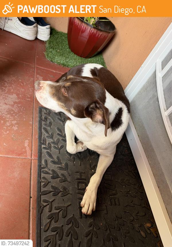 Found/Stray Male Dog last seen oceanview blv, San Diego, CA 92113