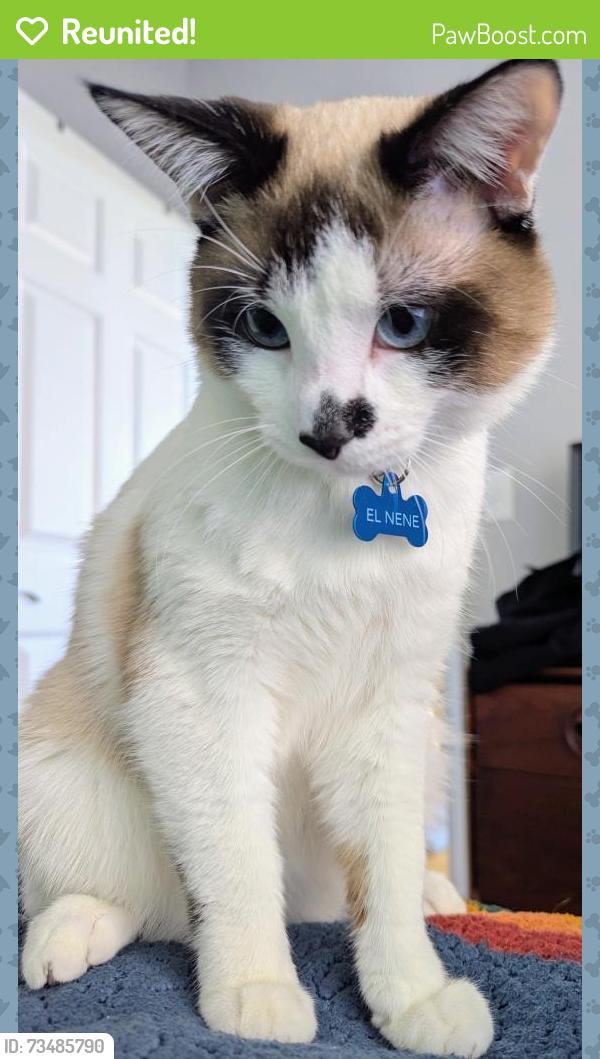 Reunited Male Cat last seen Michigan ave and cullerton, Chicago, IL 60616