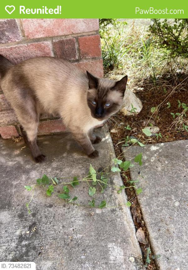 Reunited Unknown Cat last seen Piper drive Corinth, Corinth, TX 76210