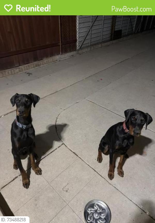 Reunited Male Dog last seen McBride Ave and Hubbard st, East Los Angeles, CA 90022