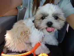 Lost Male Dog last seen Rincon, Apple Valley, CA 92308