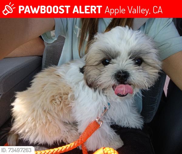 Lost Male Dog last seen Rincon, Apple Valley, CA 92308