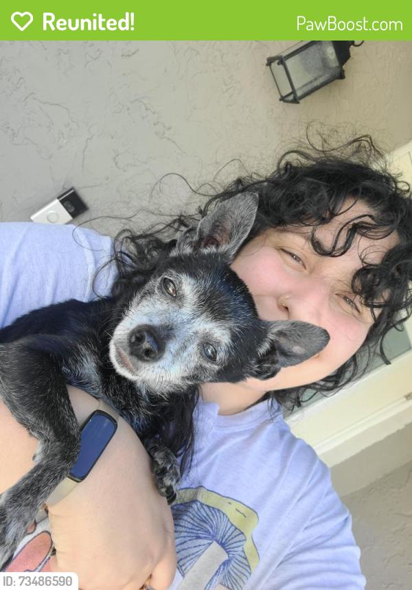 Reunited Female Dog last seen SW 7th St Margate FL, Margate, FL 33068