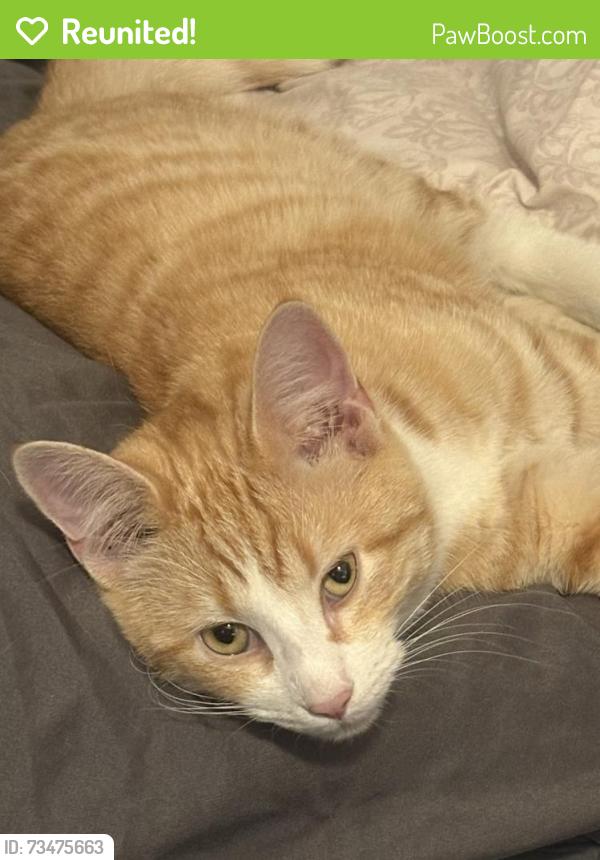 Reunited Male Cat last seen Scotland Rd & Bonneymede, Pueblo, CO 81001