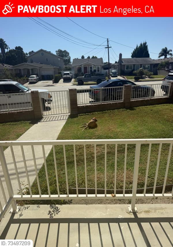 Lost Female Dog last seen Near st, Los Angeles, CA 90731