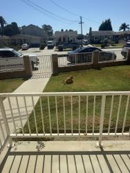 Lost Female Dog last seen Near st, Los Angeles, CA 90731