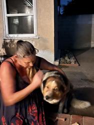 Reunited Female Dog last seen Azusa & Amar, West Covina, CA 91792
