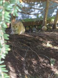 Found/Stray Unknown Cat last seen Near immaculate high school, Danbury, CT 06810