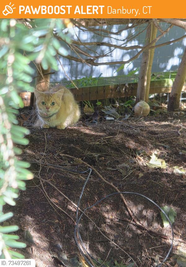 Found/Stray Unknown Cat last seen Near immaculate high school, Danbury, CT 06810