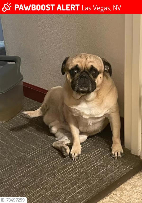 Lost Male Dog last seen Alexander and lamb, Las Vegas, NV 89115