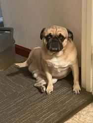 Lost Male Dog last seen Alexander and lamb, Las Vegas, NV 89115