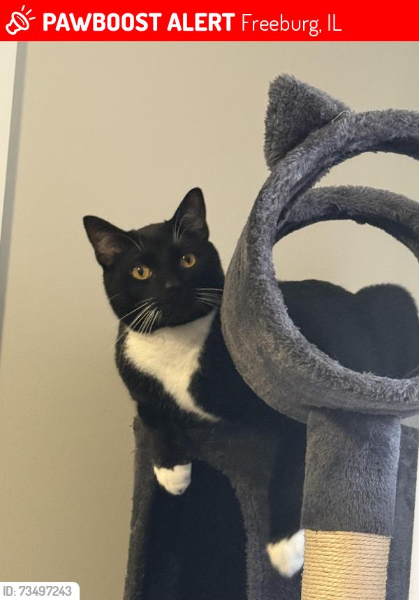 Lost Male Cat last seen S Alton St, Freeburg, IL 62243