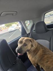 Reunited Male Dog last seen 19th ave Glendale, Phoenix, AZ 85021
