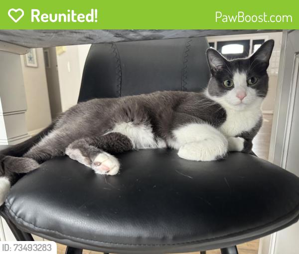 Reunited Male Cat last seen 10/Martindale, South Lyon, MI 48178