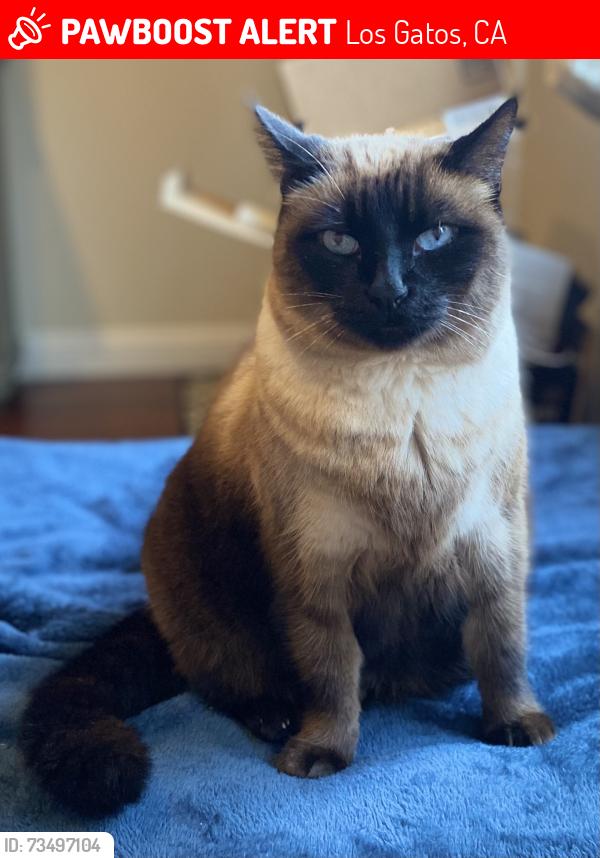 Lost Female Cat last seen Las Astas Drive / Lark Ave Los Gatos Creek Trail, Los Gatos, CA 95032