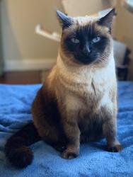 Lost Female Cat last seen Las Astas Drive / Lark Ave Los Gatos Creek Trail, Los Gatos, CA 95032