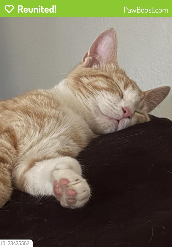 Reunited Male Cat last seen Scotland Rd & Bonnymede, Pueblo, CO 81001