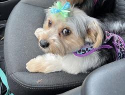 Reunited Female Dog last seen Emblem dr and Kay street off Cognbill rd, Richmond, VA 23234