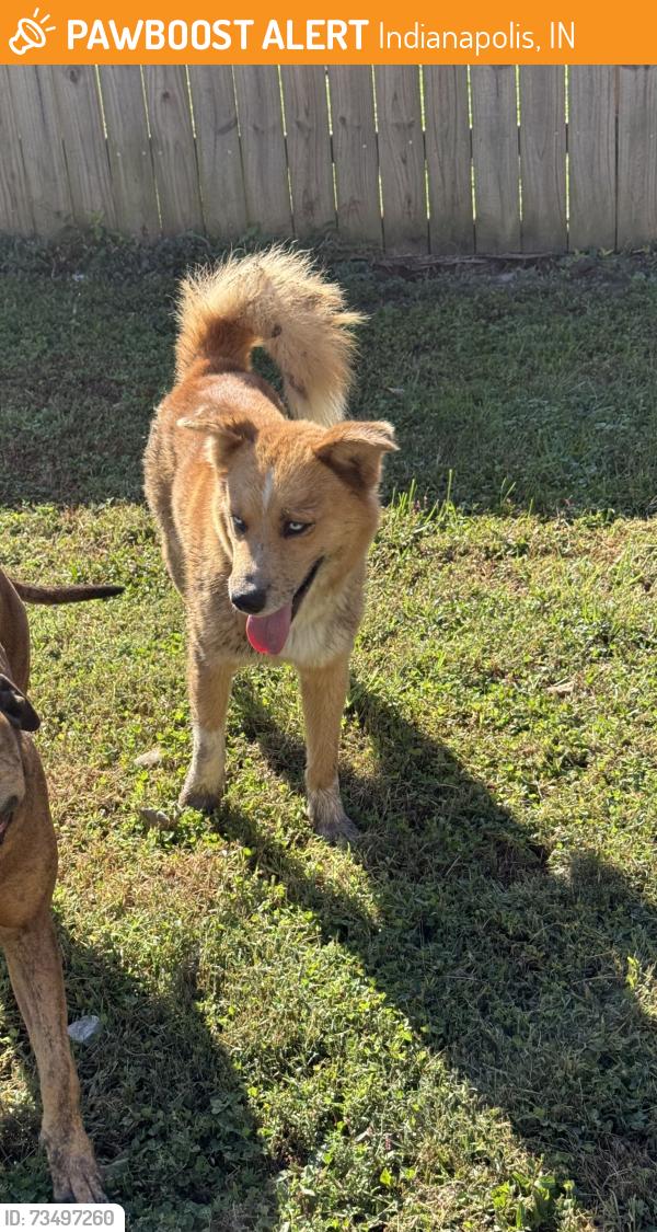 Found/Stray Unknown Dog last seen Emerson & southeastern, Indianapolis, IN 46203