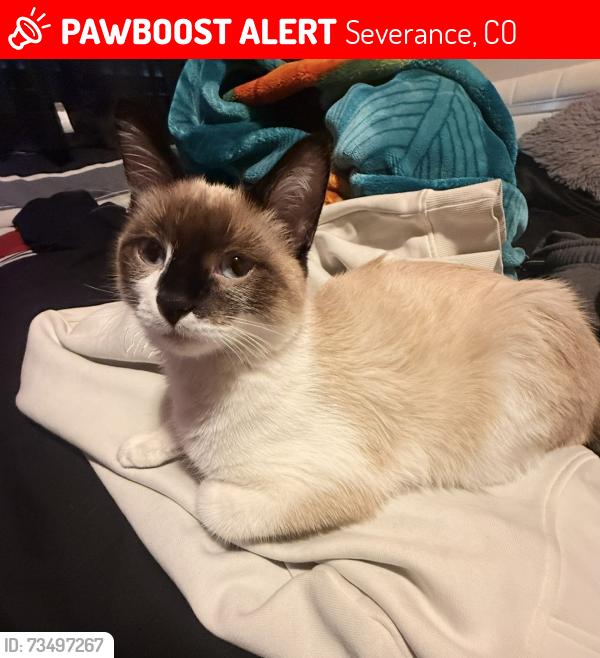 Lost Male Cat last seen Last Seen inside my hse, Severance, CO 80550