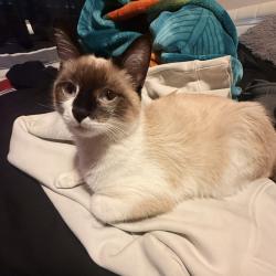 Lost Male Cat last seen Last Seen inside my hse, Severance, CO 80550