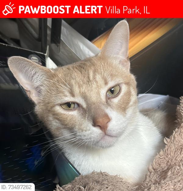 Lost Male Cat last seen Near S villa Ave, Villa Park, il, Villa Park, IL 60181