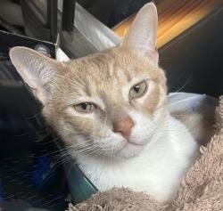 Lost Male Cat last seen Near S villa Ave, Villa Park, il, Villa Park, IL 60181