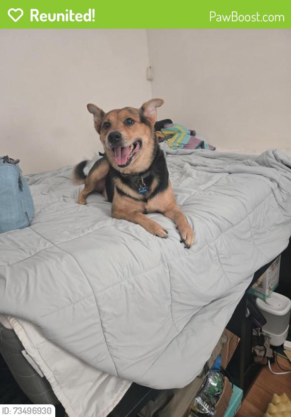 Reunited Male Dog last seen Valencia park elementary, San Diego, CA 92114