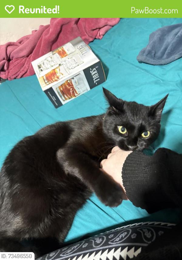Reunited Male Cat last seen near grove st and prospect st in national city, National City, CA 91950