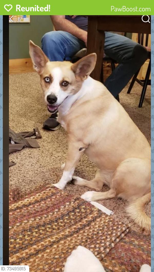 Reunited Female Dog last seen Highway 18 South, Morganton (Laurel Haven Area), Apex, NC 27523